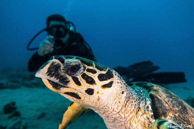Scuba Diver Looking At The Sea Turtle
