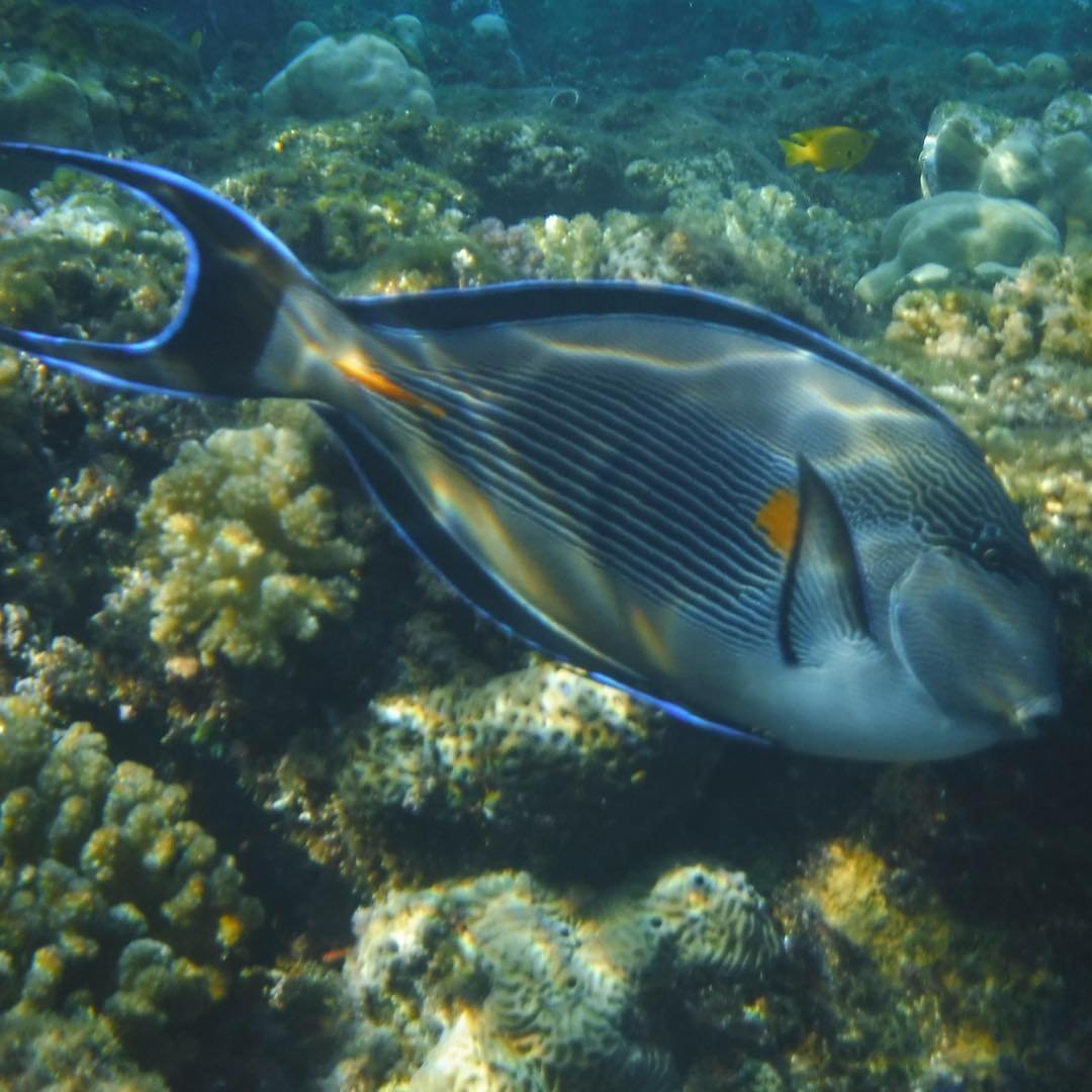 Snorkelling Things To Do In Jeddah