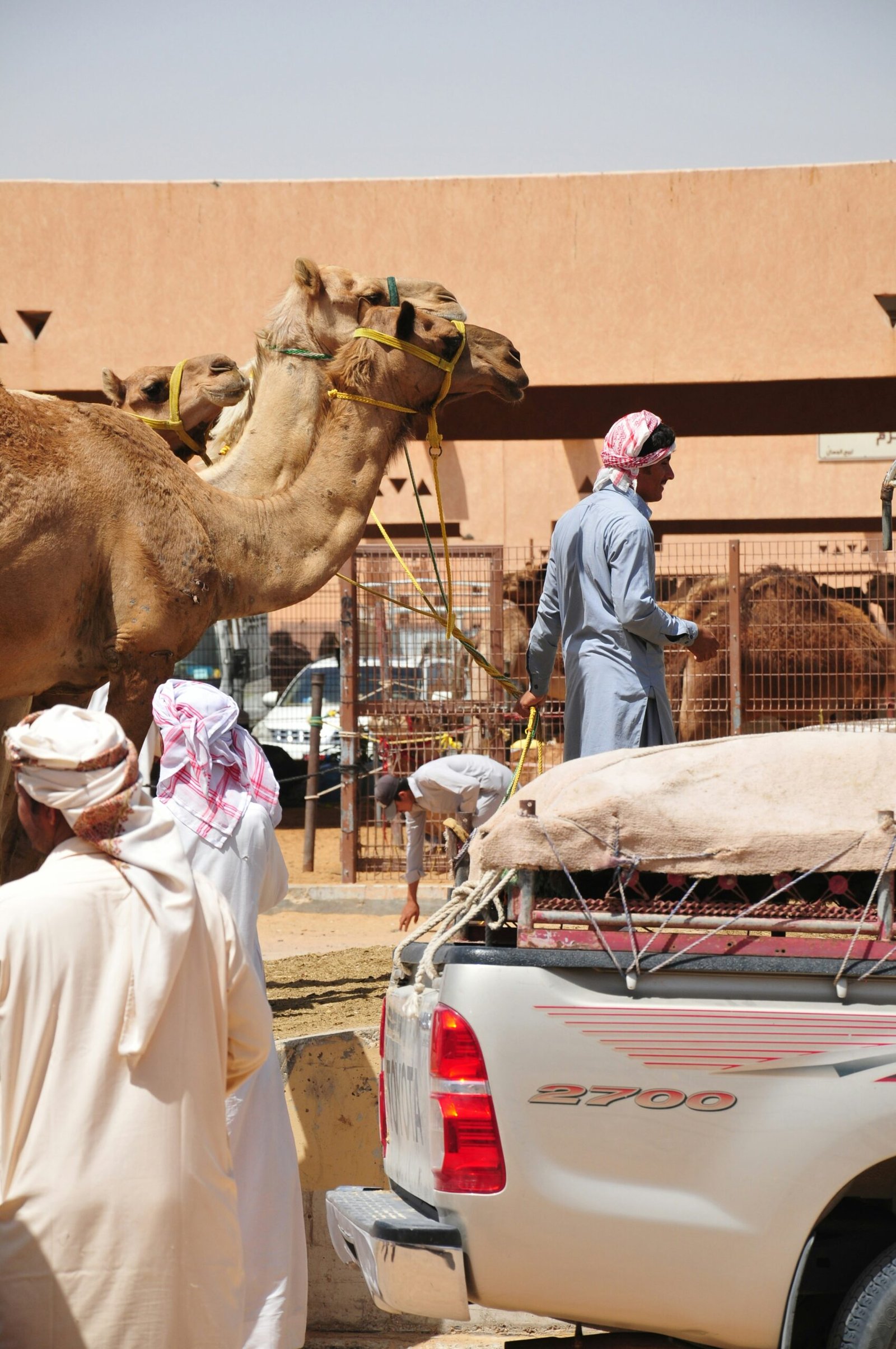 Al Ain Camel Market