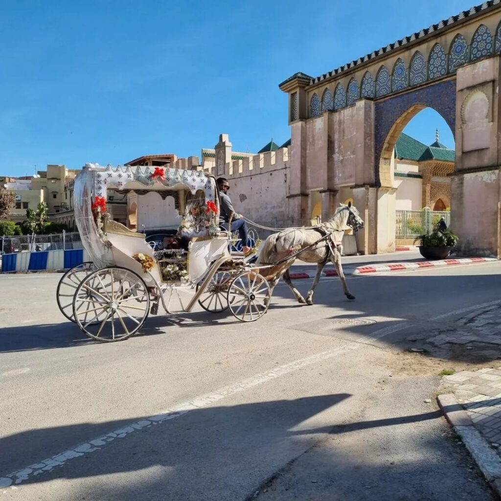 Horse Carriages Meknes Morocco