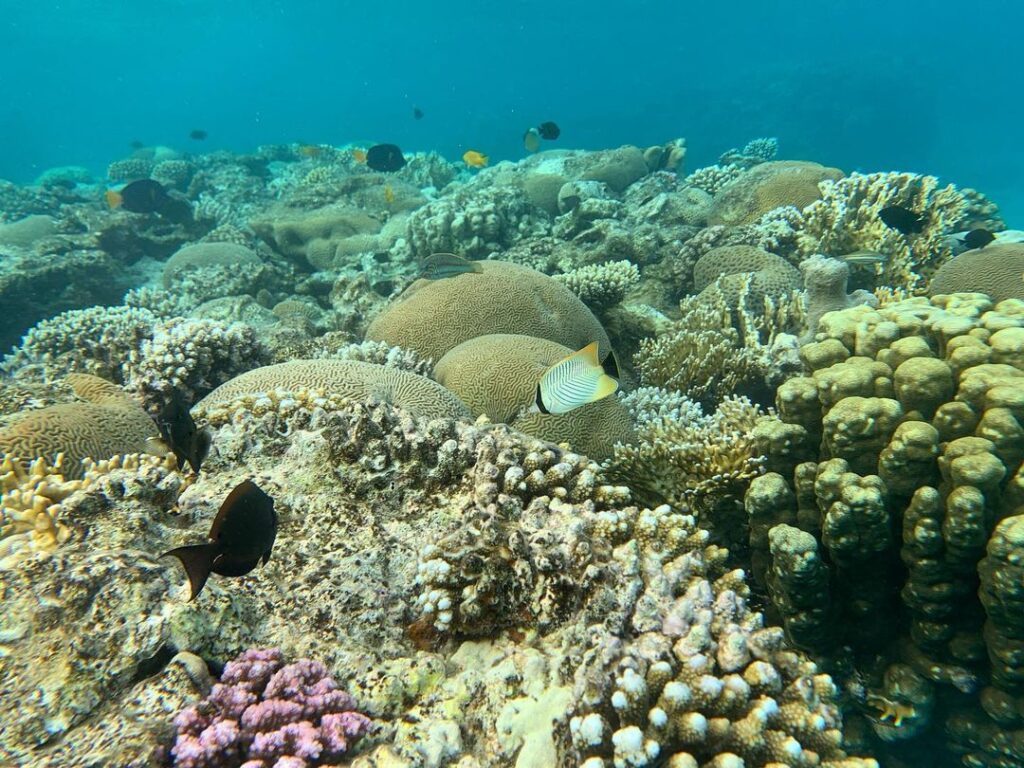 Snorkelling In Eilat