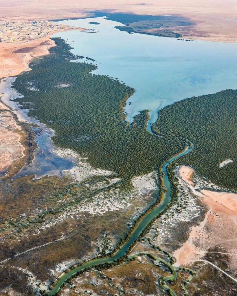 Al Thakira Mangroves Qatar