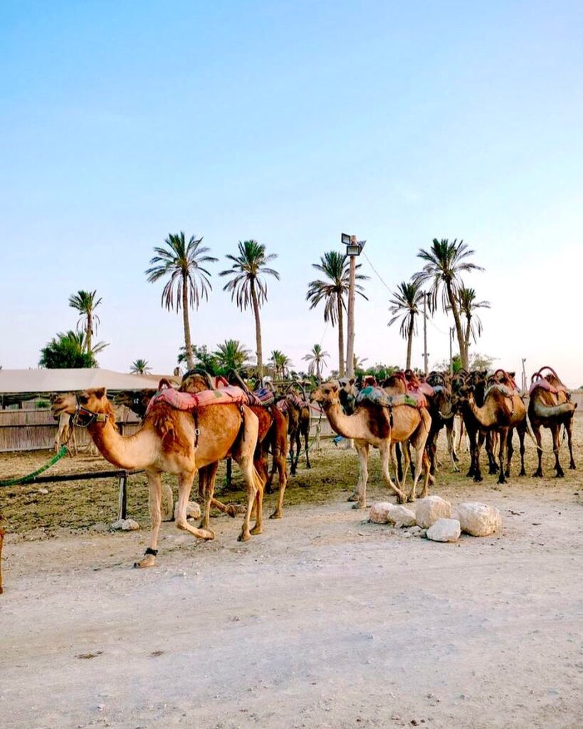  Camel Ranch Eilat