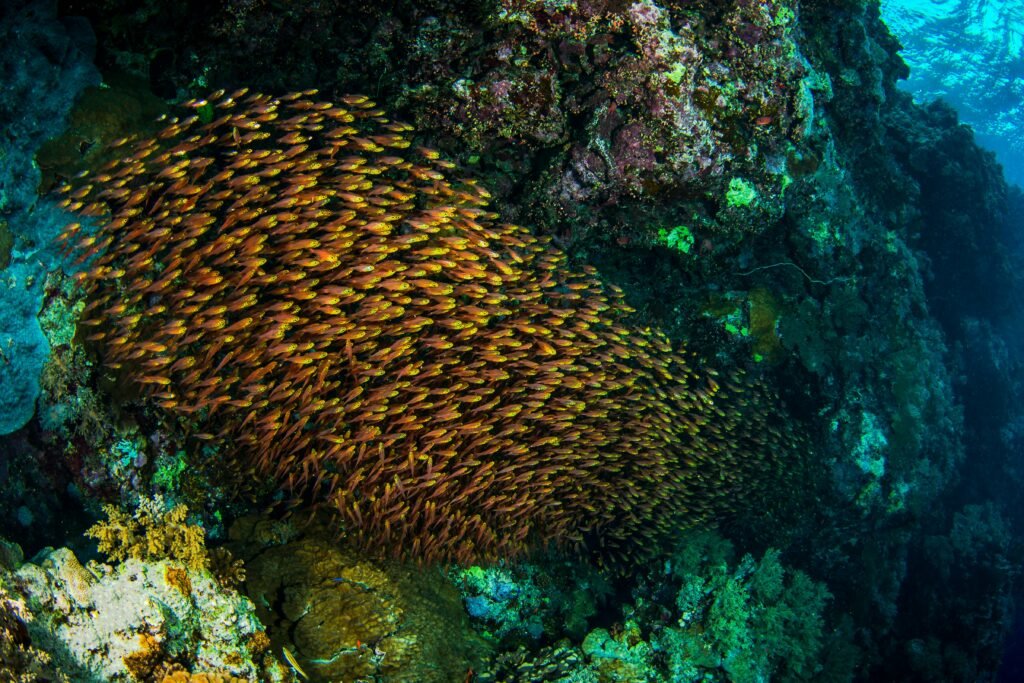 Snorkeling in the Read Sea Eilat