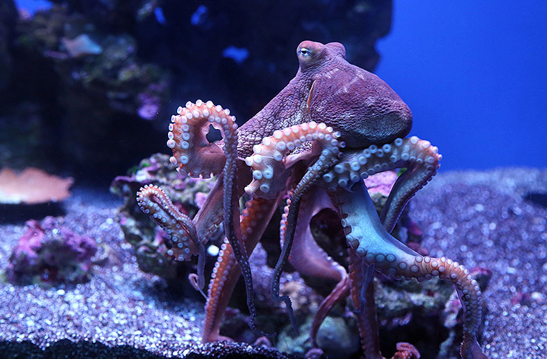 Octopus At The Underwater Observatory Park In Eilat