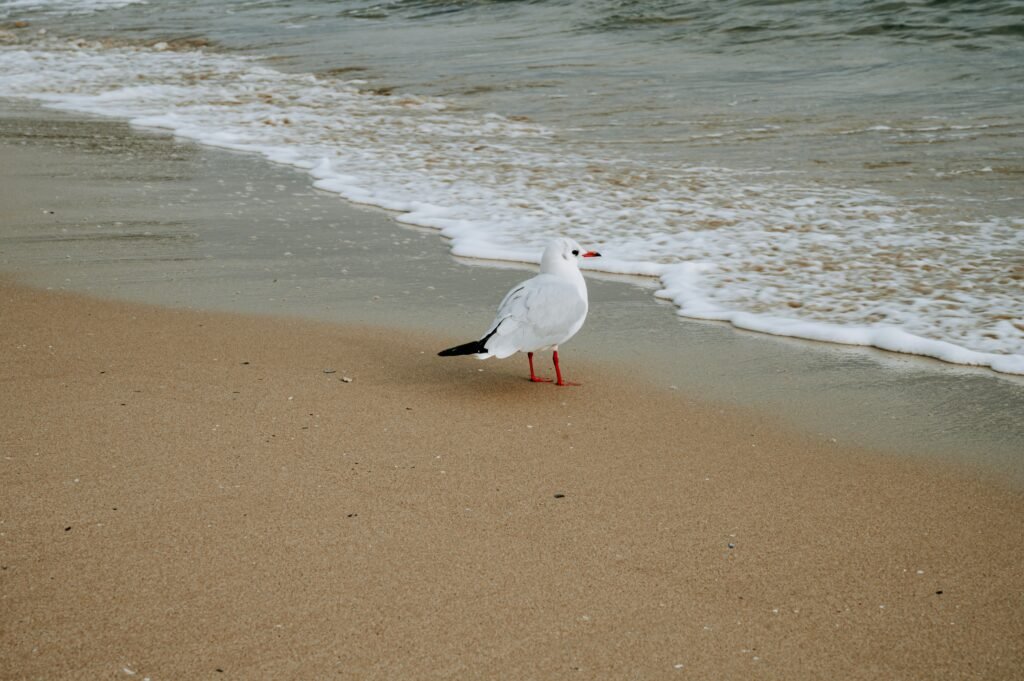 Ortaköy Beach