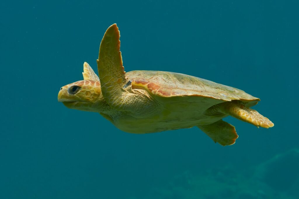 Sea Turtles in Tyre