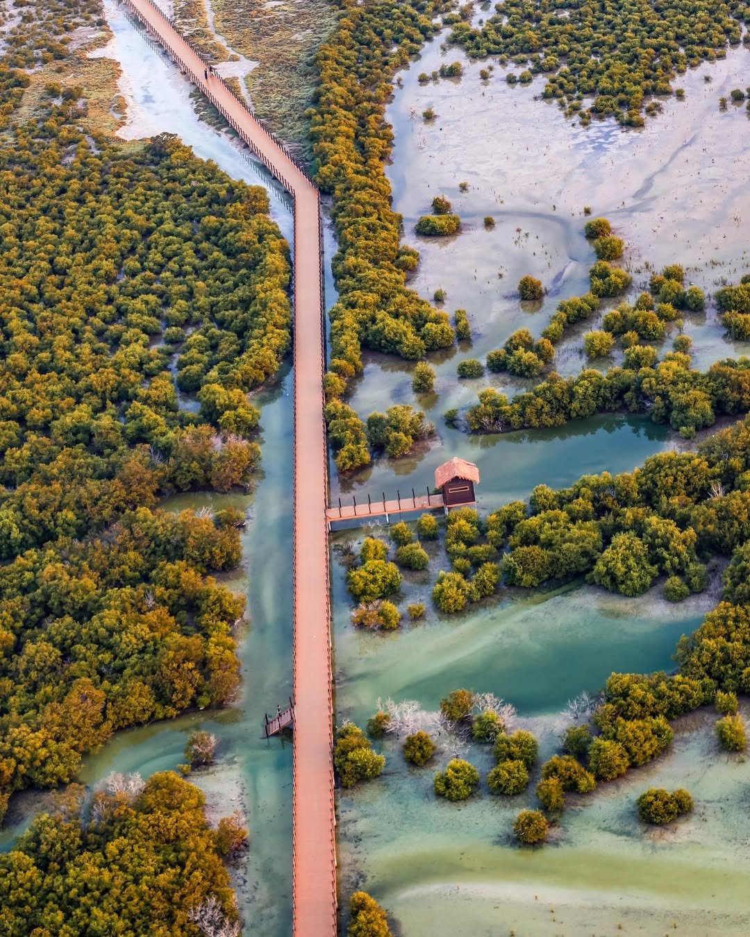 Al Thakira Mangrove Forest