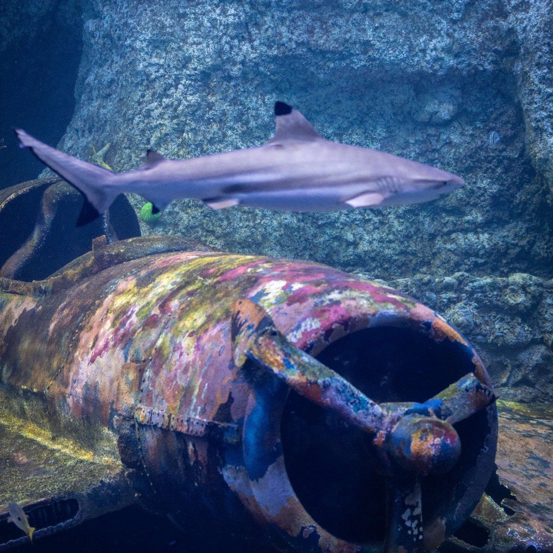 Abu Dhabi Aquarium