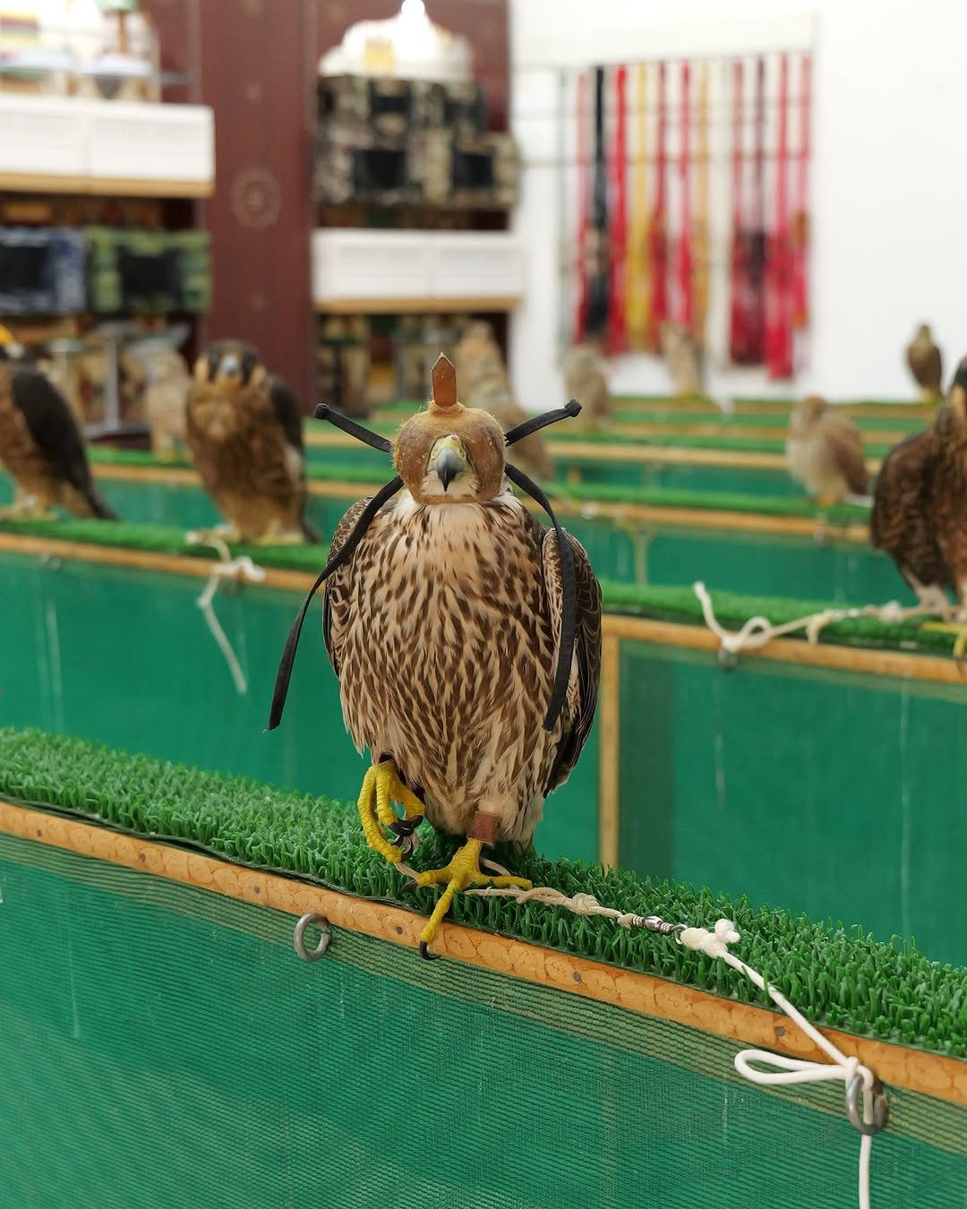 The Falcon Hospital Abu Dhabi