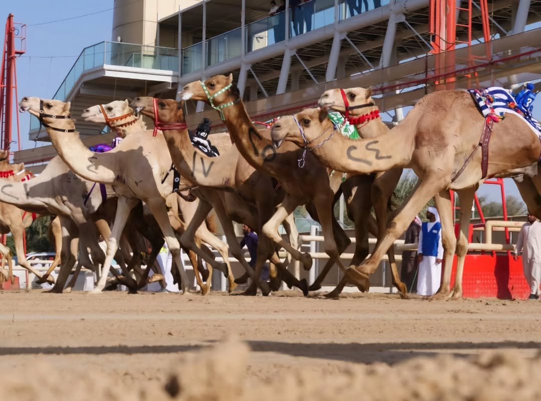 Camel racing Abu Dhabi
