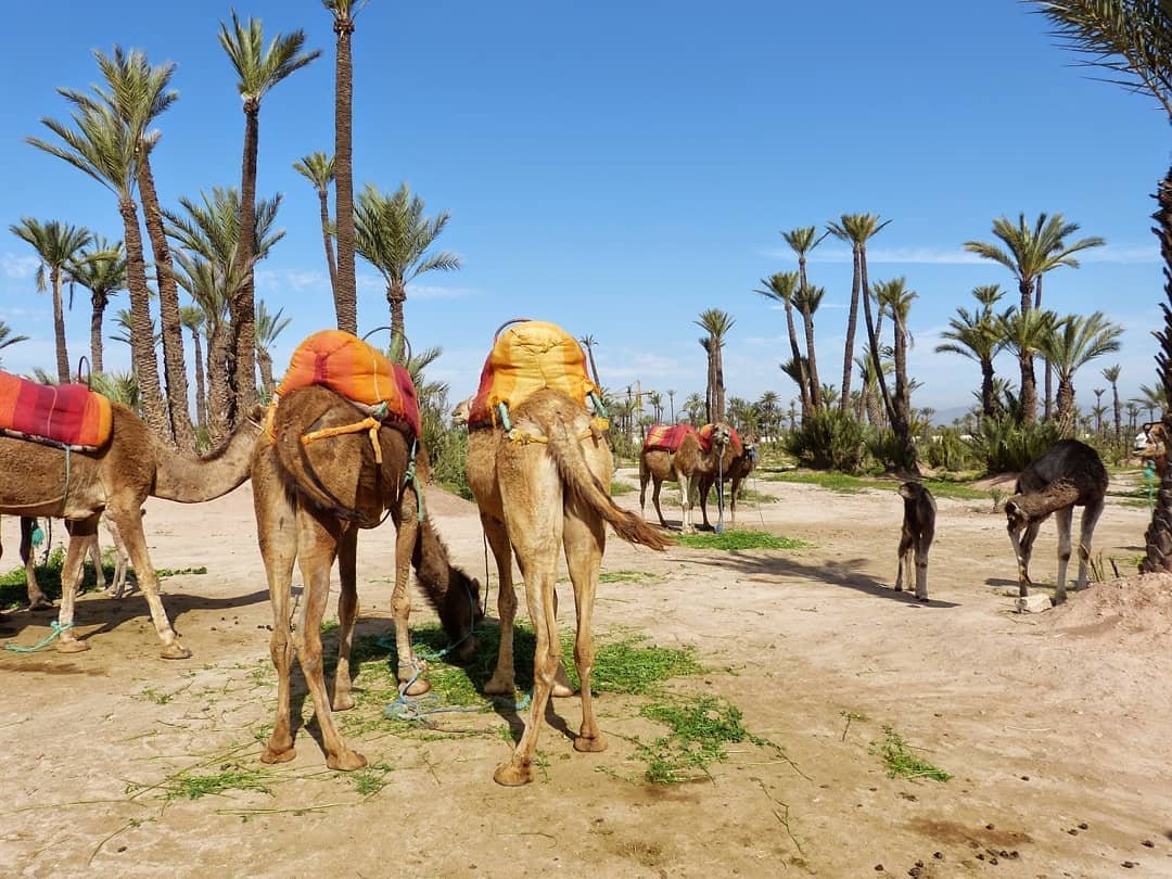 a camel ride in the Palmeraie