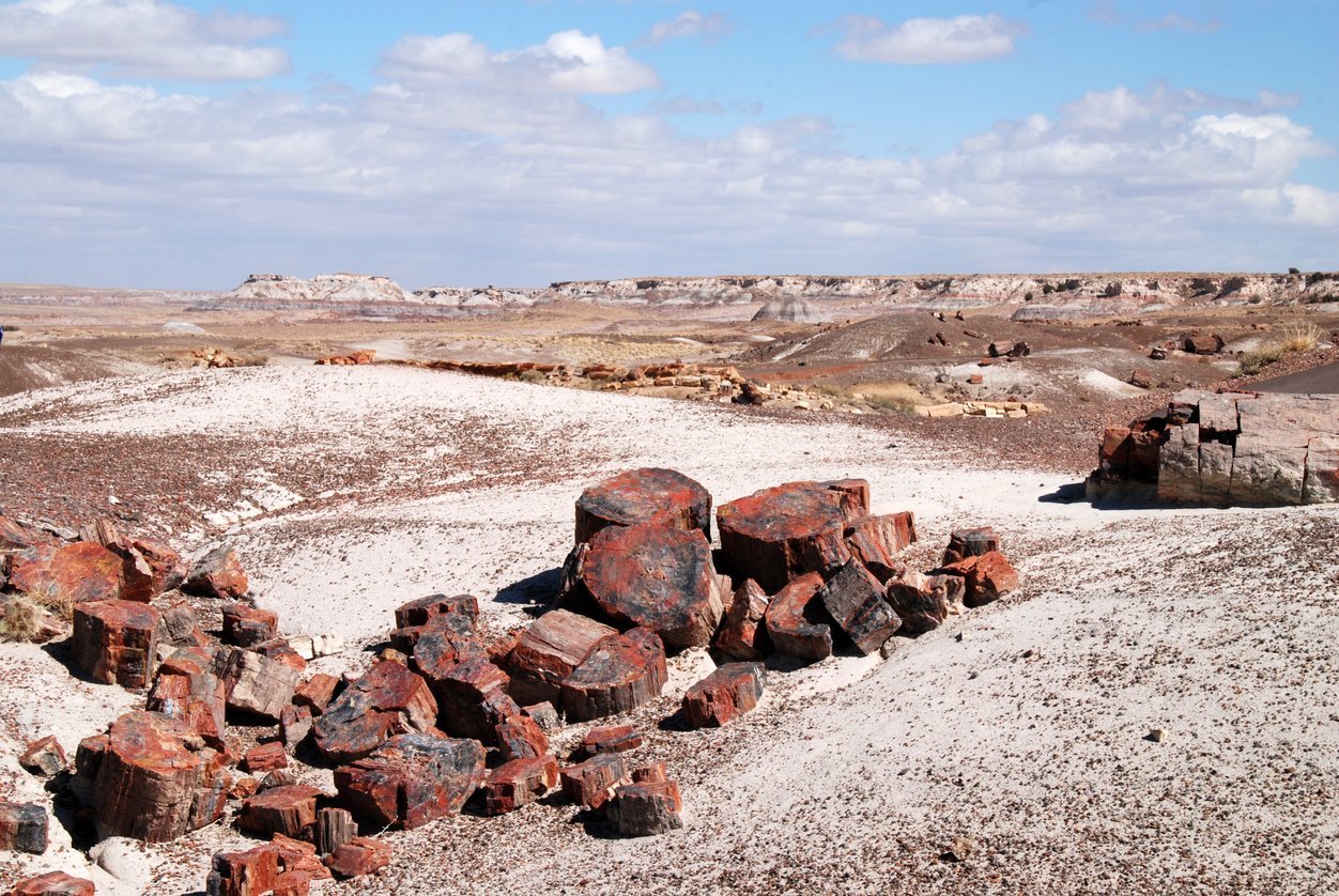 The Petrified Forest in Cairo