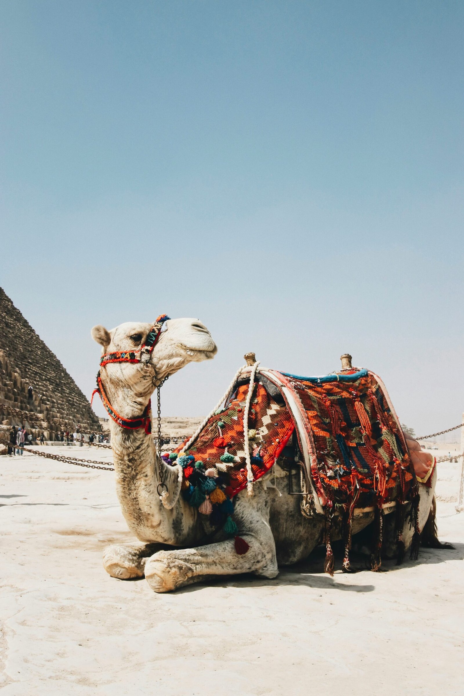 Camel riding at the pyramids