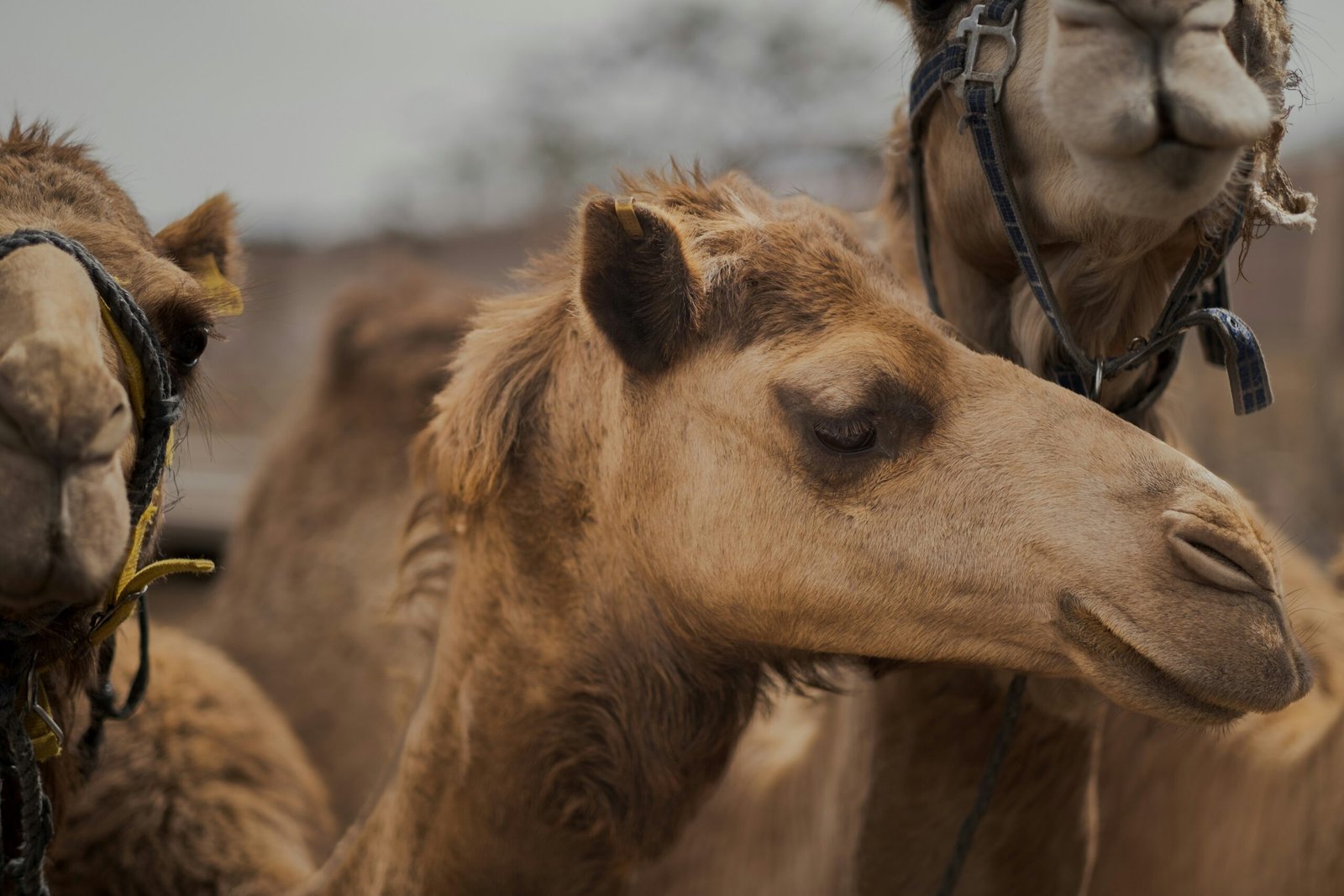 Bahrain Camel Farm