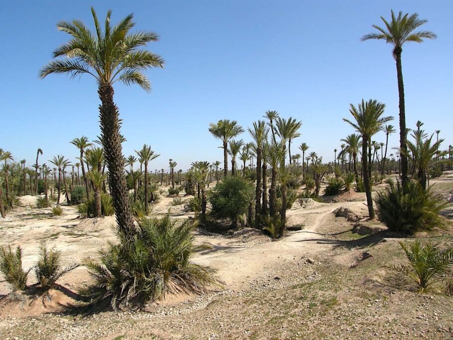 Marrakech palm Grove