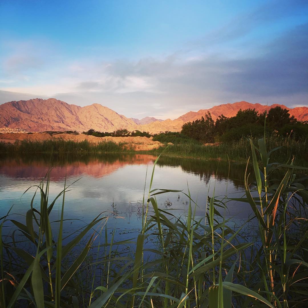 Aqaba Bird Observatory