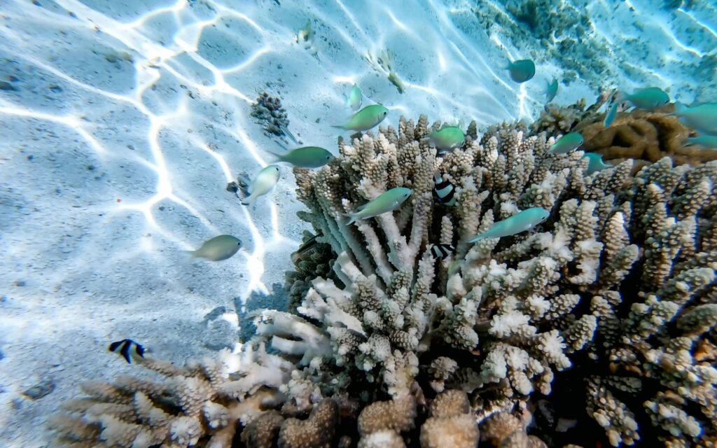 Aquarium at the Marine Science Station Aqaba 