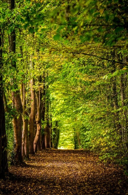 Belgrad Forest