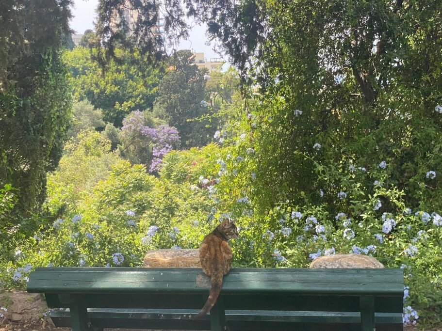 Tranquility and nature in the American University of Beirut garden