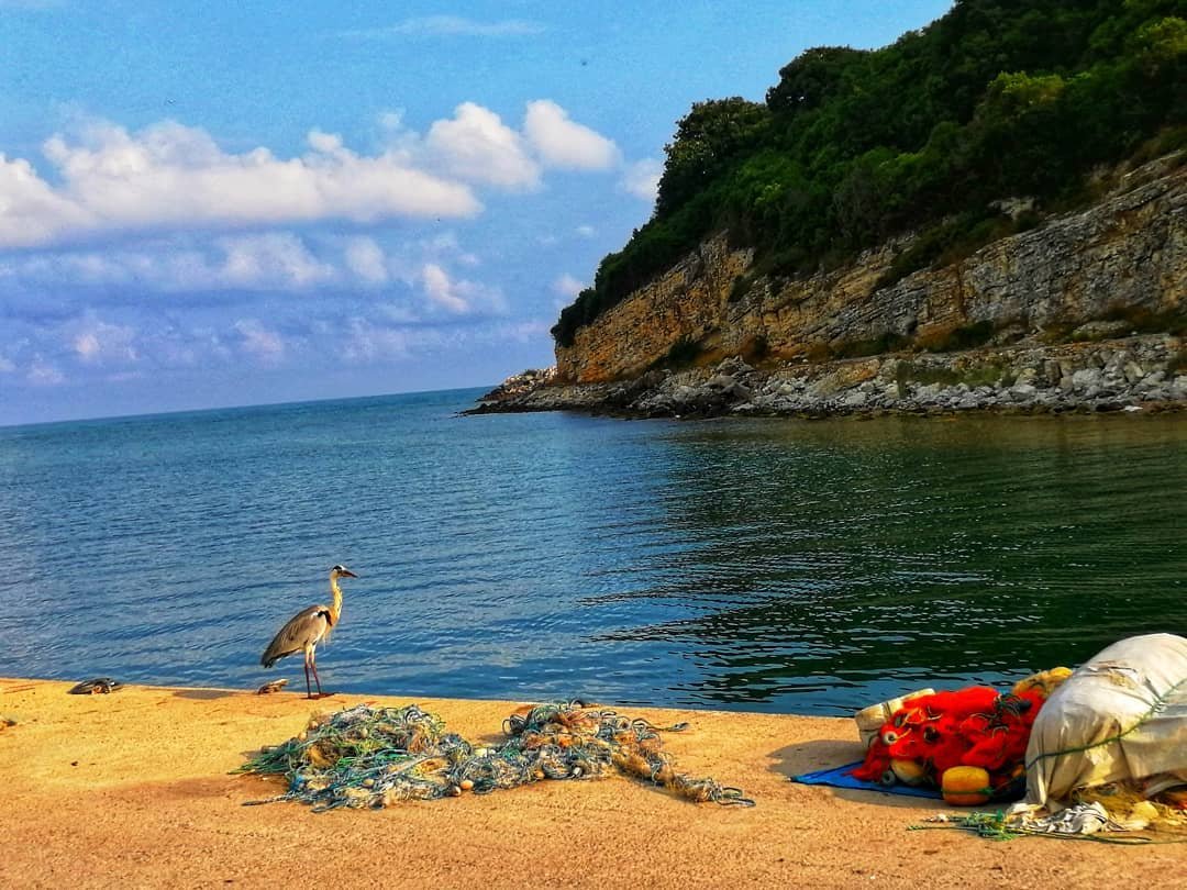 Ağva Merkez