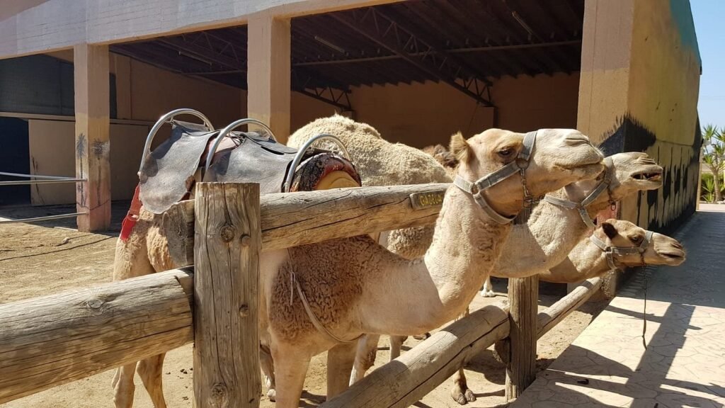 CAMEL PARK (MAZOTOS)