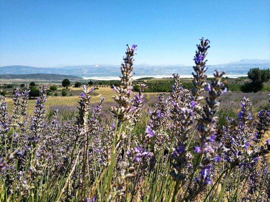 Kuyucak Lavender Village, Isparta