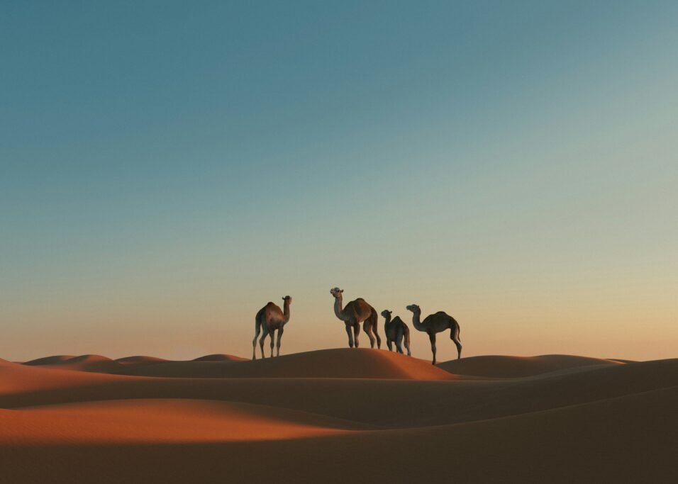 Camel Ride Atlas Mountain tours
