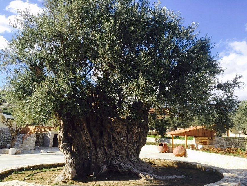GOLDEN DONKEYS FARM (SKARINOU)