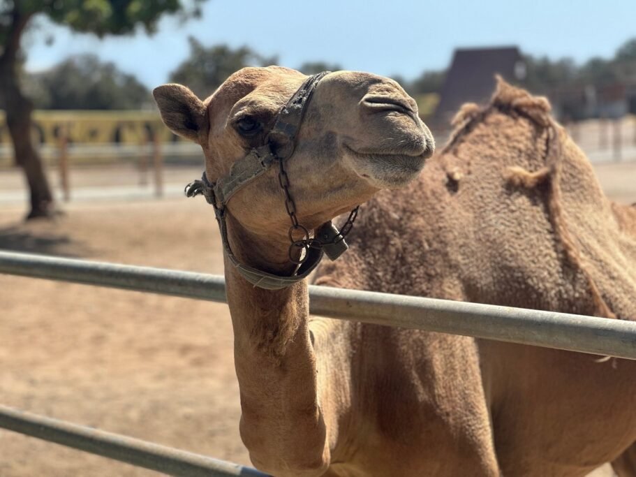 Camel Park Larnaca