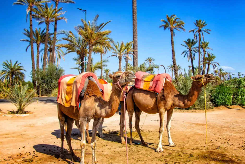The Palm Grove of Marrakech
