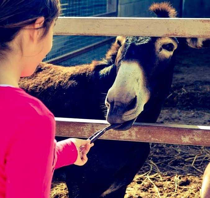 Golden Donkeys Farm Larnaca