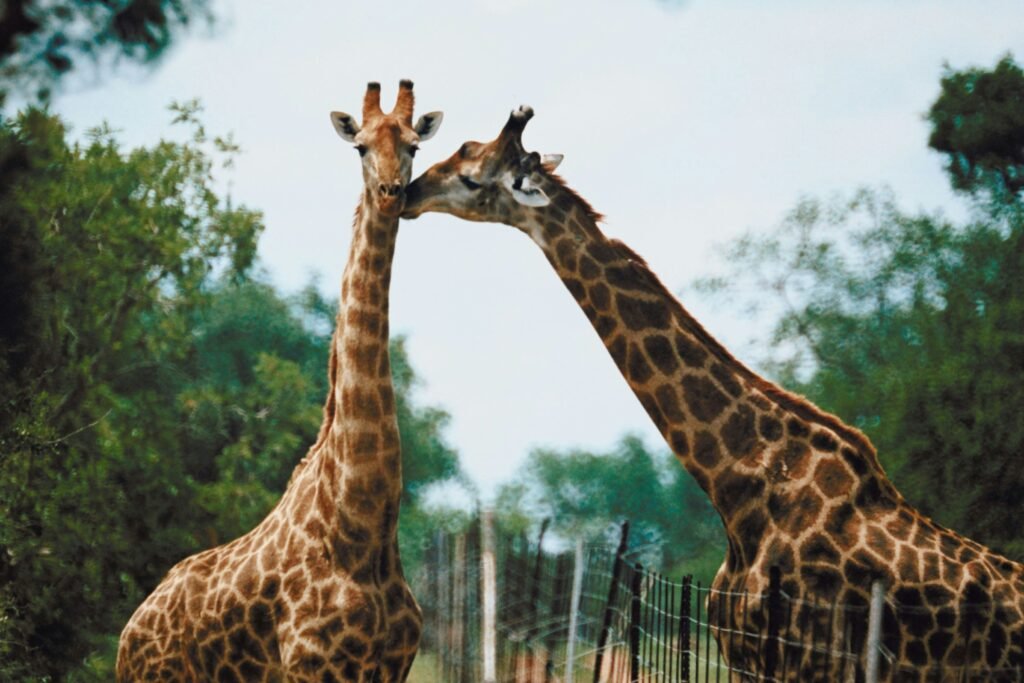 Giraffes at Bursa Zoo