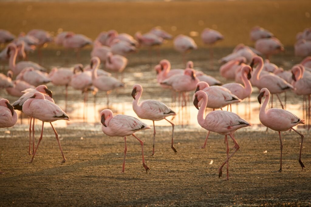 Salt Lake Larnaca