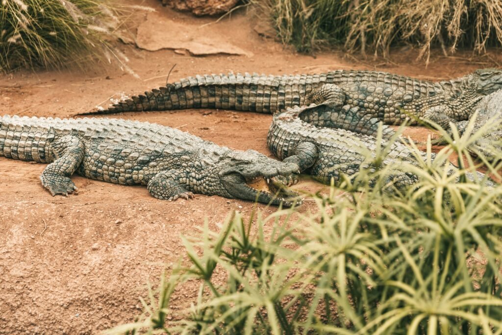 Crocoparc Agadir