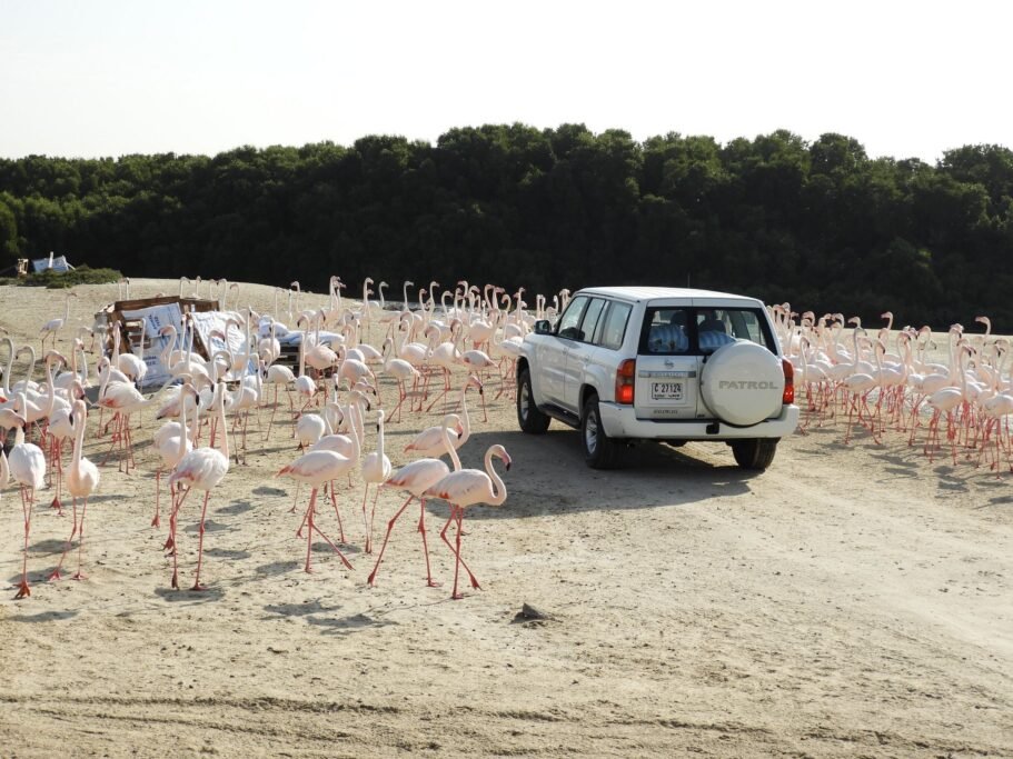 Ras Al Khor Wildlife Sanctuary in Dubai