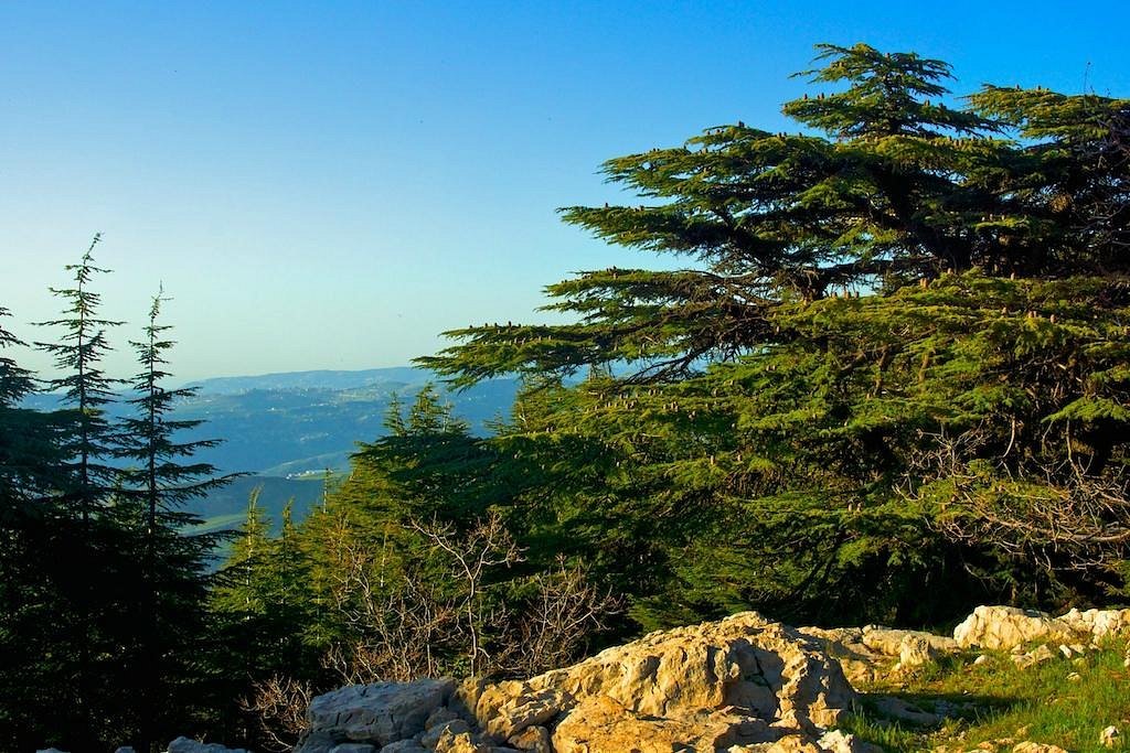 Shouf Cedar Reserve