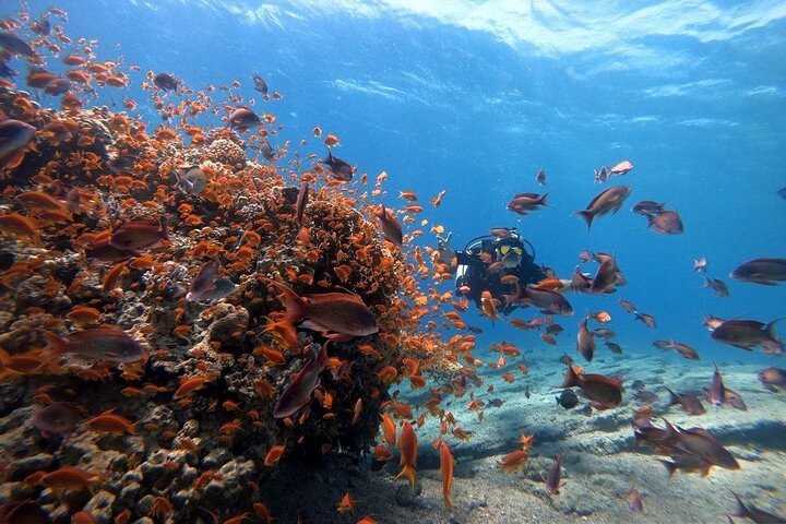 Diving Experience in The Heart of Red Sea in Aqaba