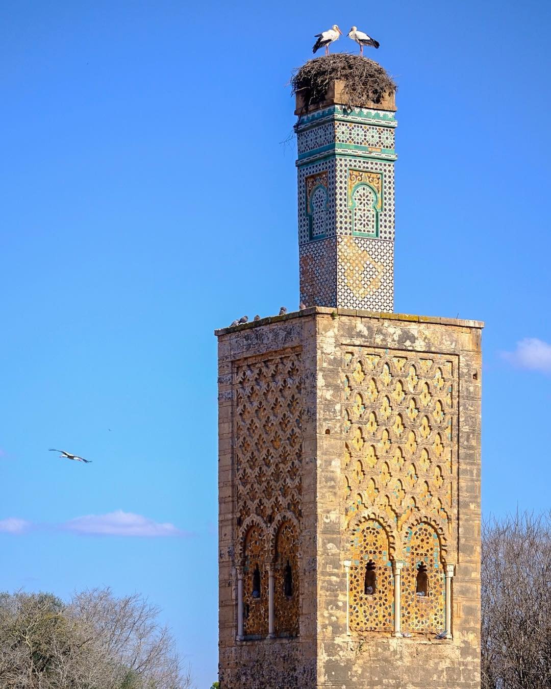 Storks in Rabat 