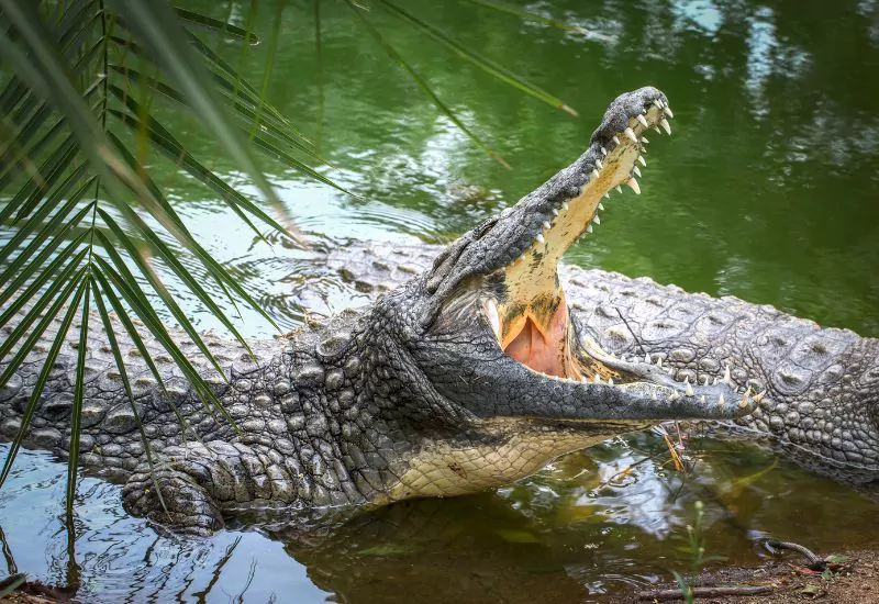 Crocoparc Agadir