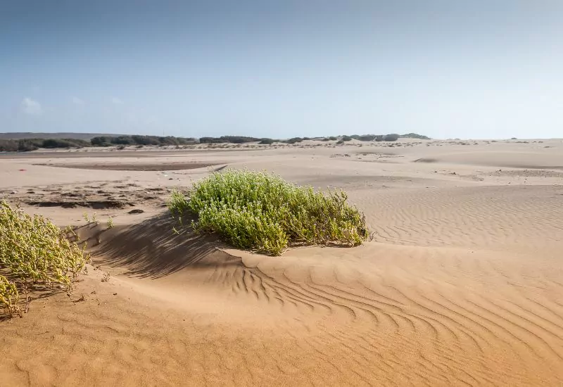 Desert Tour