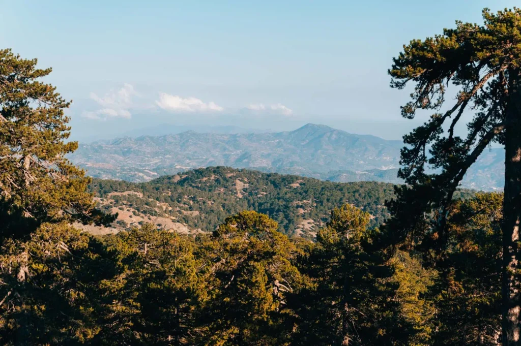 Mount Olympus in the Troodos Mountains with pine forest and Artemis Trail scenery