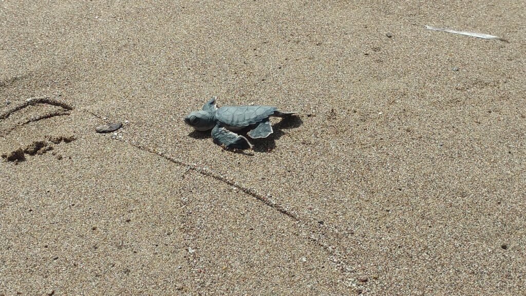 Baby sea turtles at Lara Bay conservation area near Paphos