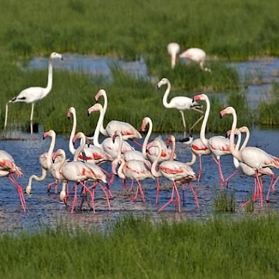 Wetland landscape at Izmir Bird Sanctuary in Cigli