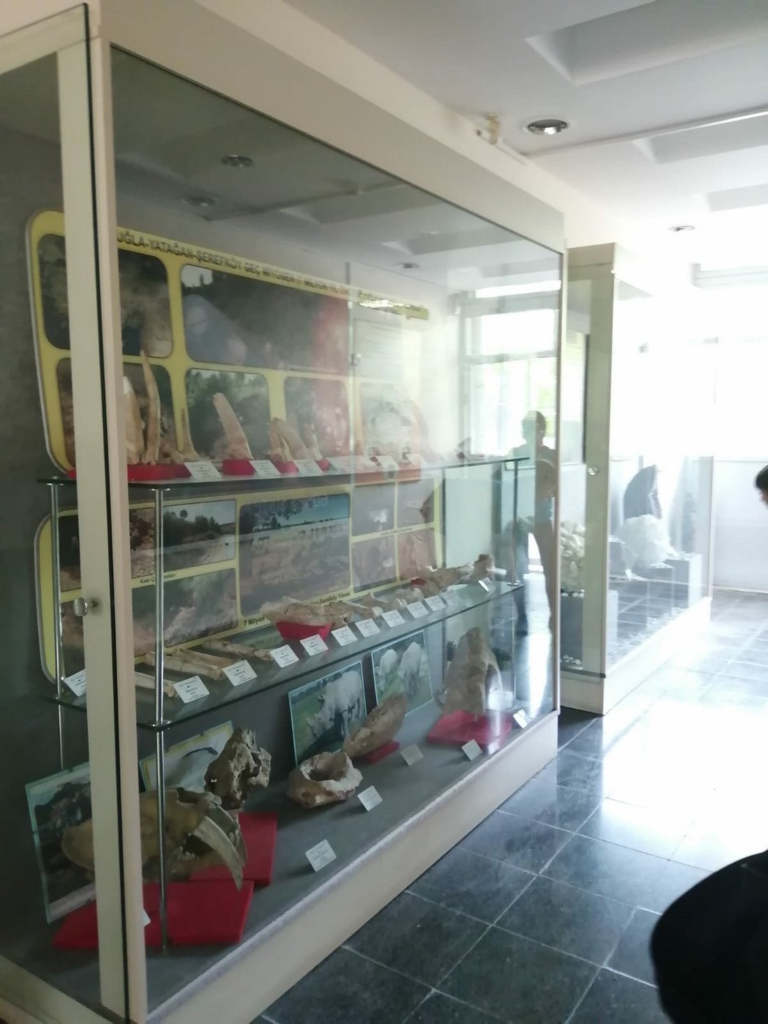 Natural history exhibits at Ege University Natural History Museum in Bornova