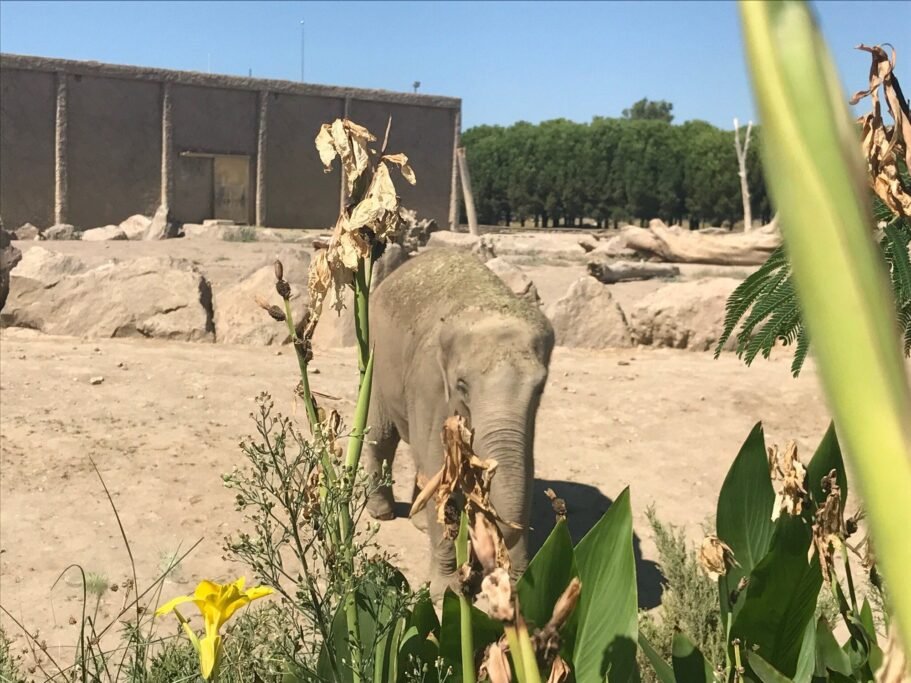 Animals at Izmir Natural Life Park in Cigli