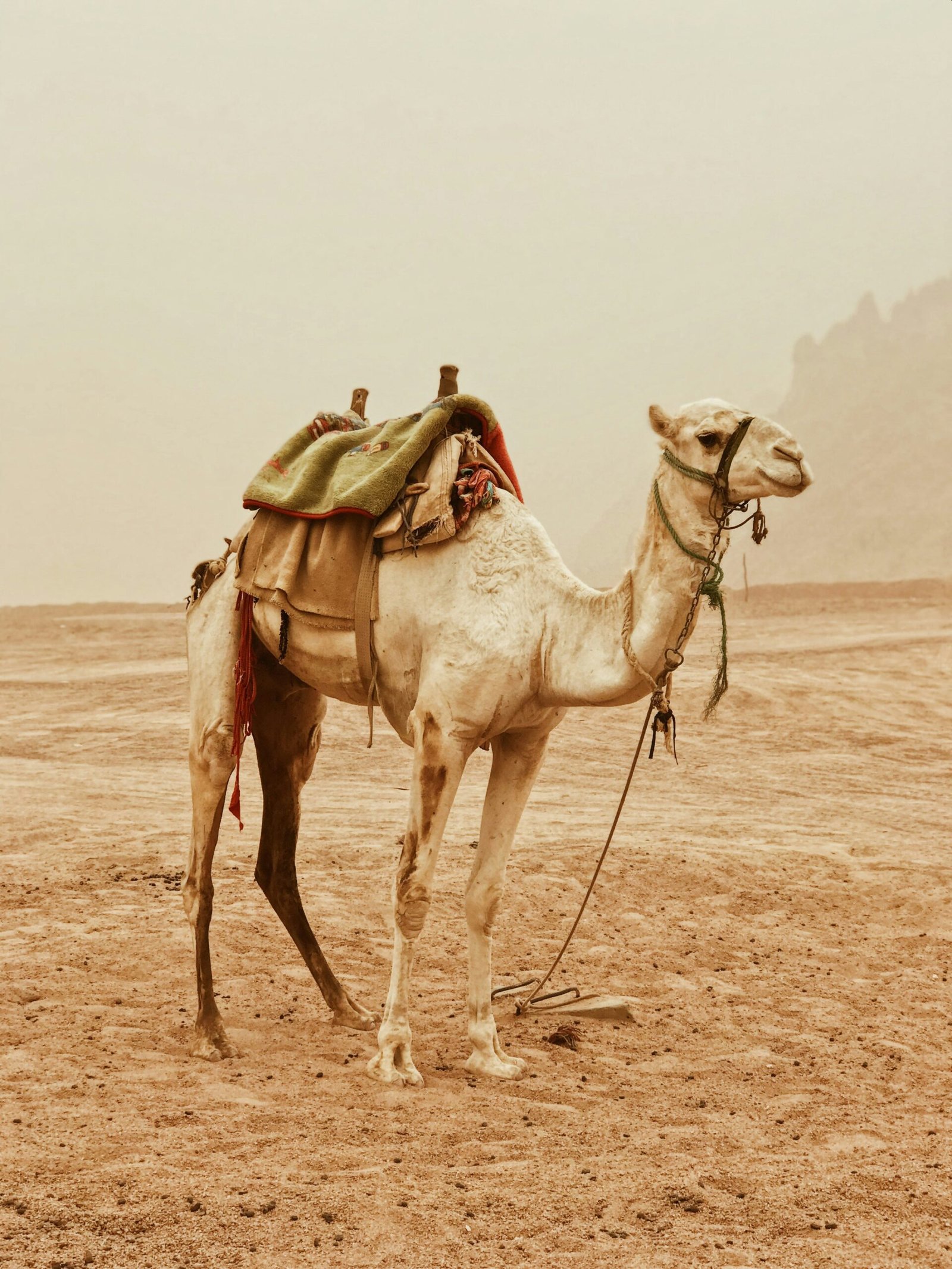 Camel in the Agafay Desert near Marrakech with rocky desert scenery in the background